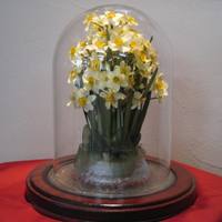 エバーフラワーで保存された献花の水仙